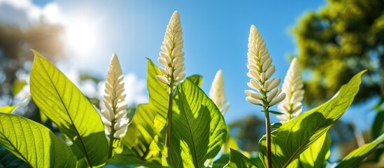 Poster - Buds of white flowers against a bright blue sky in a lush garden on a sunny day showcasing nature's beauty and tranquility.