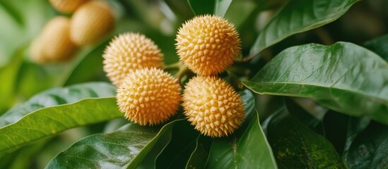 Poster - Tarap fruit native to Sabah, showcasing its unique texture and vibrant color against lush green leaves in a natural setting.
