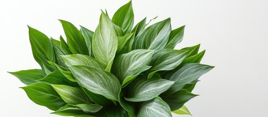 Aufkleber - Tropical green leaves bouquet arranged beautifully on a white background for modern decor and design inspiration