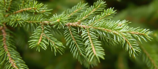 Poster - Close-up of evergreen tree branches featuring lush green needles from pine or cedar showcasing natural textures and details.