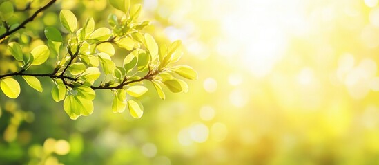 Poster - Yellow leaves on a tree branch illuminated by warm sunlight during spring season in a serene forest setting.