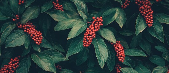 Poster - Lush foliage background featuring vibrant red berries creating a natural and aesthetically pleasing botanical composition.