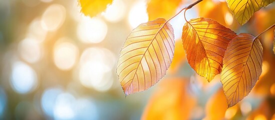 Poster - Close up of vibrant autumn leaves with a soft background showcasing warm seasonal hues and natural light effects.