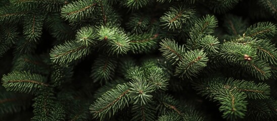 Aufkleber - Christmas tree branches on rustic wooden surface creating a natural festive backdrop for holiday decorations and seasonal displays.