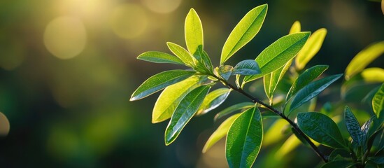 Wall Mural - Sunlit close-up of mango jasmine Frangipani Plumeria rubra leaves with a soft green bokeh background showcasing nature's beauty.