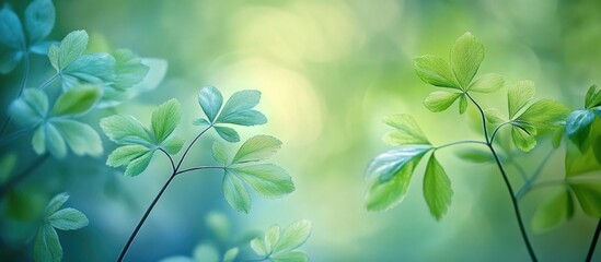 Poster - Closeup of lush green foliage with a soft bokeh background creating a serene and calming natural atmosphere.