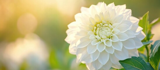 Poster - Closeup macro shot of a delicate white flower illuminated by sunlight in a vibrant summer garden setting