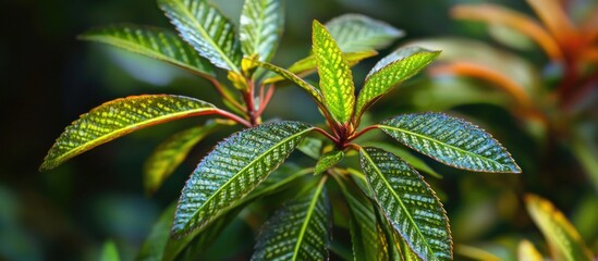 Poster - Close-up view of vibrant green leaves highlighting intricate textures and natural beauty of a healthy leafy plant in natural light