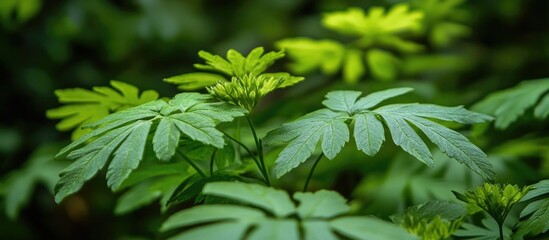 Poster - Close-up of lush green plant leaves with a softly blurred natural background showcasing vibrant foliage and serene outdoor ambiance