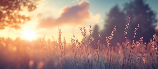 Poster - detailed close-up of cattails highlighting texture against vibrant summer sky with blurred trees in 