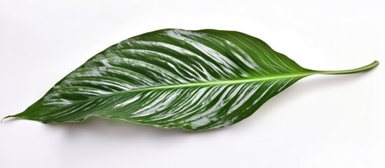Poster - Close up of vibrant green Peace Lily leaf showcasing intricate texture and natural sheen on a light background.