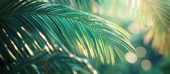 Poster - Close up of vibrant banana palm tree leaves with soft bokeh background showcasing tropical beauty and lush greenery in natural light