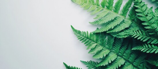 Poster - Lush Green Fern Leaves Close Up Flat Lay on Soft White Background for Natural and Botanical Styling
