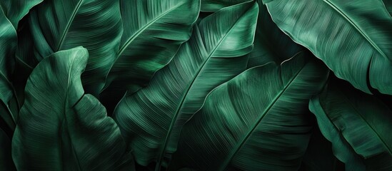 Poster - Green banana leaf texture creating an abstract background showcasing rich tones and intricate patterns for a fresh natural look.