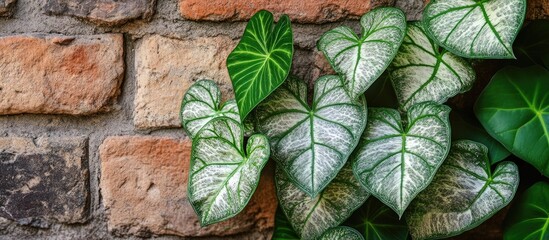 Poster - Closeup of vibrant caladium leaves with green and white patterns against a rustic brown brick wall illustrating nature and architecture harmony