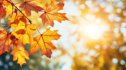 Poster - Vibrant autumn maple leaves in warm yellow and orange hues against a blurred park background with sun flare and space for text.