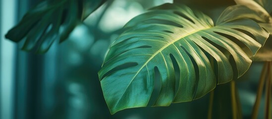 Poster - closeup view of vibrant green leaf with blurred greenery background highlighting natural beauty for 