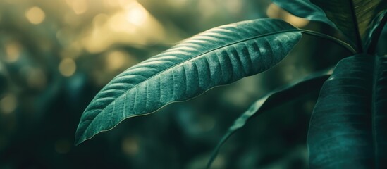 Poster - Detailed closeup of a dark green leaf showcasing its texture and natural beauty in a softly blurred background.