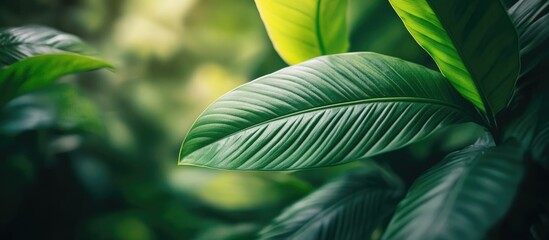 Poster - Closeup of lush green leaves with a soft blurred background showcasing the beauty of nature's tranquility and vibrant foliage