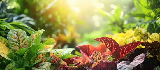 Poster - Vibrant coleus plants showcasing stunning foliage in red, burgundy, chartreuse, and yellow illuminated by soft sunlight in a lush garden setting.