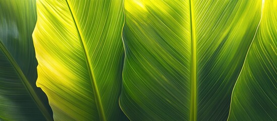 Wall Mural - Close up of vibrant green coconut leaves illuminated by sunlight creating a textured background for natural beauty and tropical themes