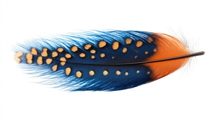 Fototapete - Vibrant blue and orange pheasant feather close-up with ample space for text and design elements on a clean white background