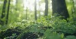 © Sabina Gahramanova - Lush green clover leaves growing in the forest, St. Patrick's Day celebration or spring season concept. nature and a forest