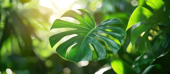 Poster - Lush closeup of vibrant green monstera leaf illuminated by sunlight in a tropical garden setting