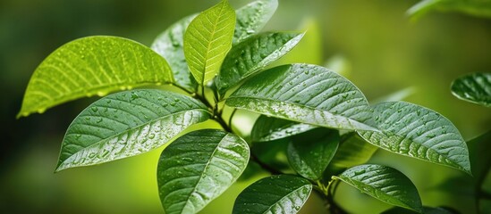 Poster - Close-up view of vibrant green leaves illuminated by daylight showcasing their texture and natural beauty in a serene environment
