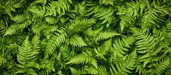 Poster - Closeup of lush green fern leaves creating a textured natural background in a vintage style ideal for hipster themed designs and wallpapers