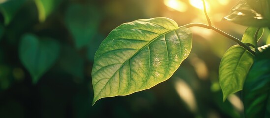 Wall Mural - Closeup view of green leaf illuminated by sunlight in a summer garden showcasing natural beauty and a vibrant plant landscape.