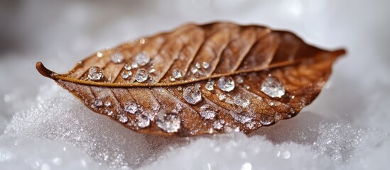 Wall Mural - Frozen leaf resting on snow with water droplets showcasing nature's delicate beauty in winter.