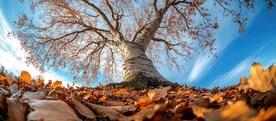 Poster - Dwarf beech tree viewed from below in autumn showcasing fallen leaves under a bright sky on a sunny day