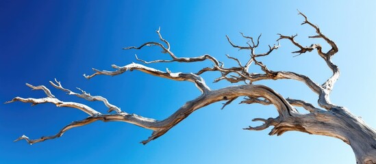 Poster - Dry tree branches silhouetted against a vivid blue sky creating a striking contrast and highlighting nature's beauty.