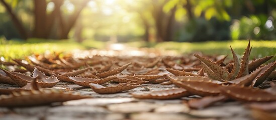 Poster - Aloe leaves scattered on a sunlit pathway in a park surrounded by lush greenery and trees in a serene outdoor setting.