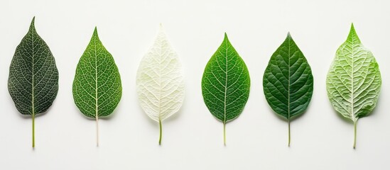 Poster - Leaf texture variation on white background showcasing gradient from dark to light green and white leaves in a visually appealing arrangement