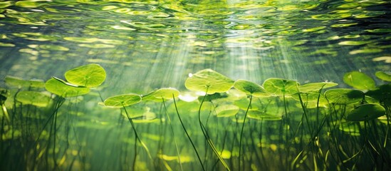 Poster - Underwater view of common duckweed Lemna minor with sunlight rays filtering through the water creating a serene aquatic environment.