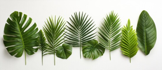 Poster - Tropical green palm leaves arranged on a white background perfect for summer holiday themes and floral design inspiration