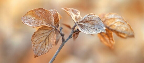 Poster - Dry plant leaves in warm autumn tones with soft background for use as a serene natural backdrop in design and creative projects.
