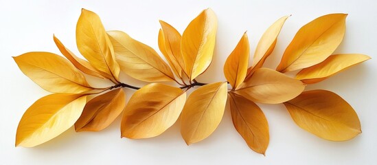 Poster - Yellow magnolia leaves arrangement on a white background showcasing their vibrant hues in a flat lay top view composition.