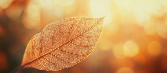 Poster - Dried leaf with intricate veining pattern illuminated by warm sunlight creating a serene autumn atmosphere