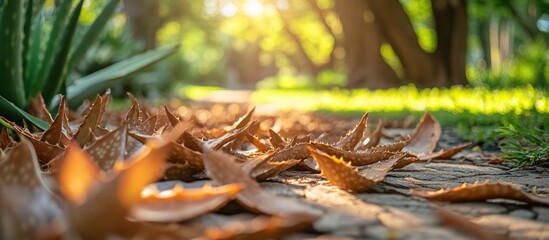 Poster - Aloe leaves scattered on a sunlit path in a tranquil park setting with lush greenery and soft bokeh background effects.