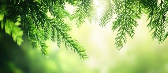 Poster - Lush green cypress leaves framing a serene soft-focus background evoking tranquility and the beauty of nature.