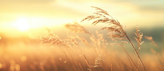 Poster - Morning dew on cogon grass illuminated by soft sunlight with a serene blurred background creating a tranquil nature scene