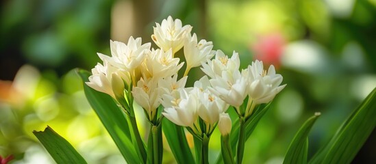 Aufkleber - White Siam Tulip Curcuma Alismatifolia Flowers Blooming in Natural Garden Setting with Soft Green Background