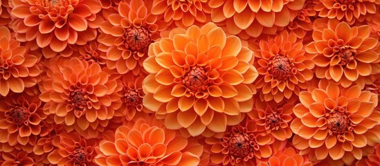 Poster - Vibrant close-up of dahlia flower petals creating an intricate floral pattern with a warm orange background for nature-themed design.