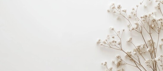 Poster - Dried white gypsophila sprigs elegantly arranged on a clean white background creating a serene and minimalist floral composition.