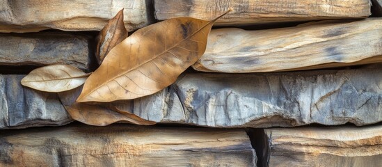 Poster - Dry teak leaves resting on stacked wooden logs creating a natural rustic background showcasing organic textures and earthy tones.