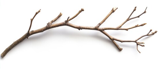 Poster - Dry twigs arranged artistically on a white background showcasing natural textures and organic shapes for creative design uses.