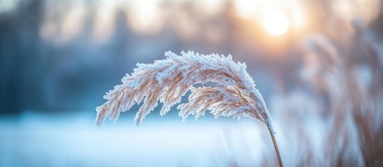 Wall Mural - Frost-covered reed by the lake at sunrise creating an abstract texture with selective focus showcasing winter beauty in nature.